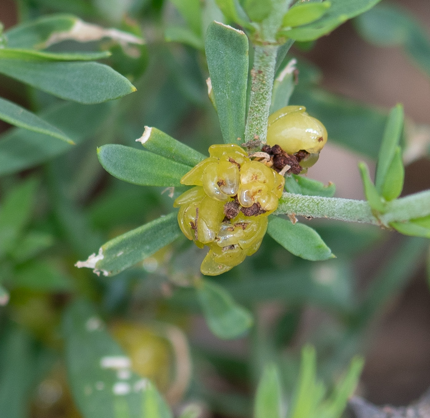 Изображение особи Pollichia campestris.