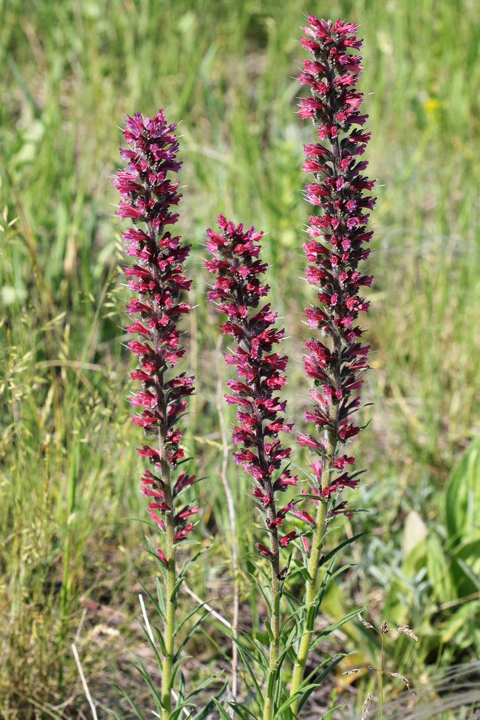 Изображение особи Echium russicum.