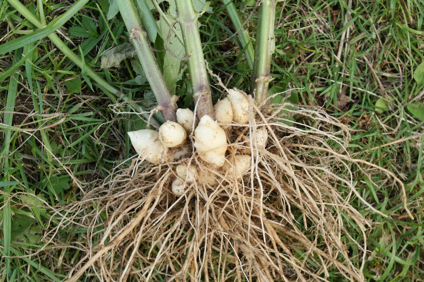 Изображение особи Scrophularia nodosa.