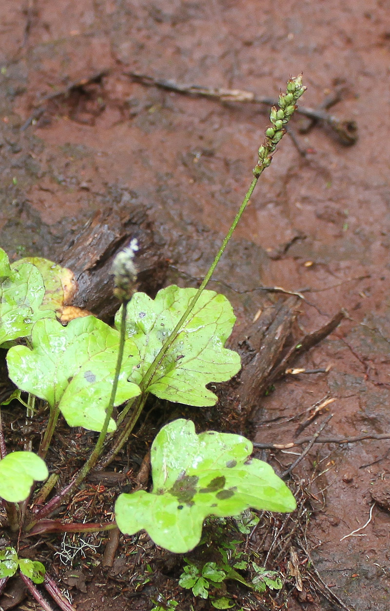 Изображение особи Plantago palmata.