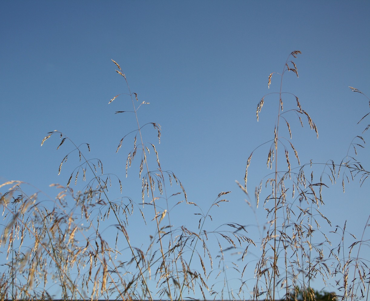 Изображение особи Deschampsia cespitosa.