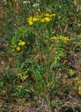 Senecio jacobaea