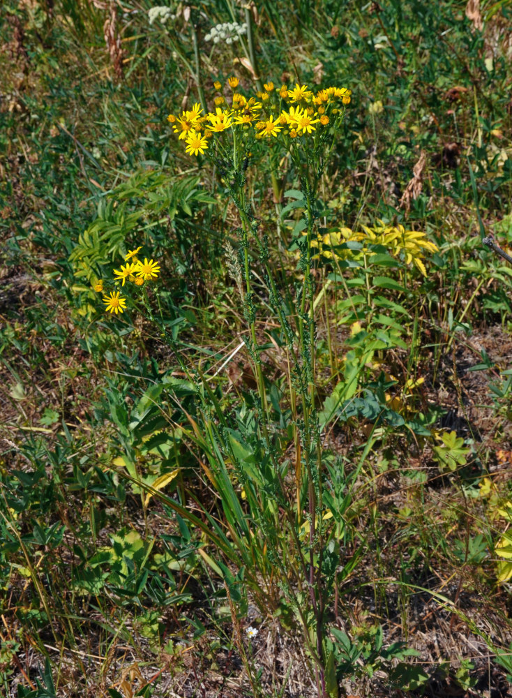 Image of Senecio jacobaea specimen.
