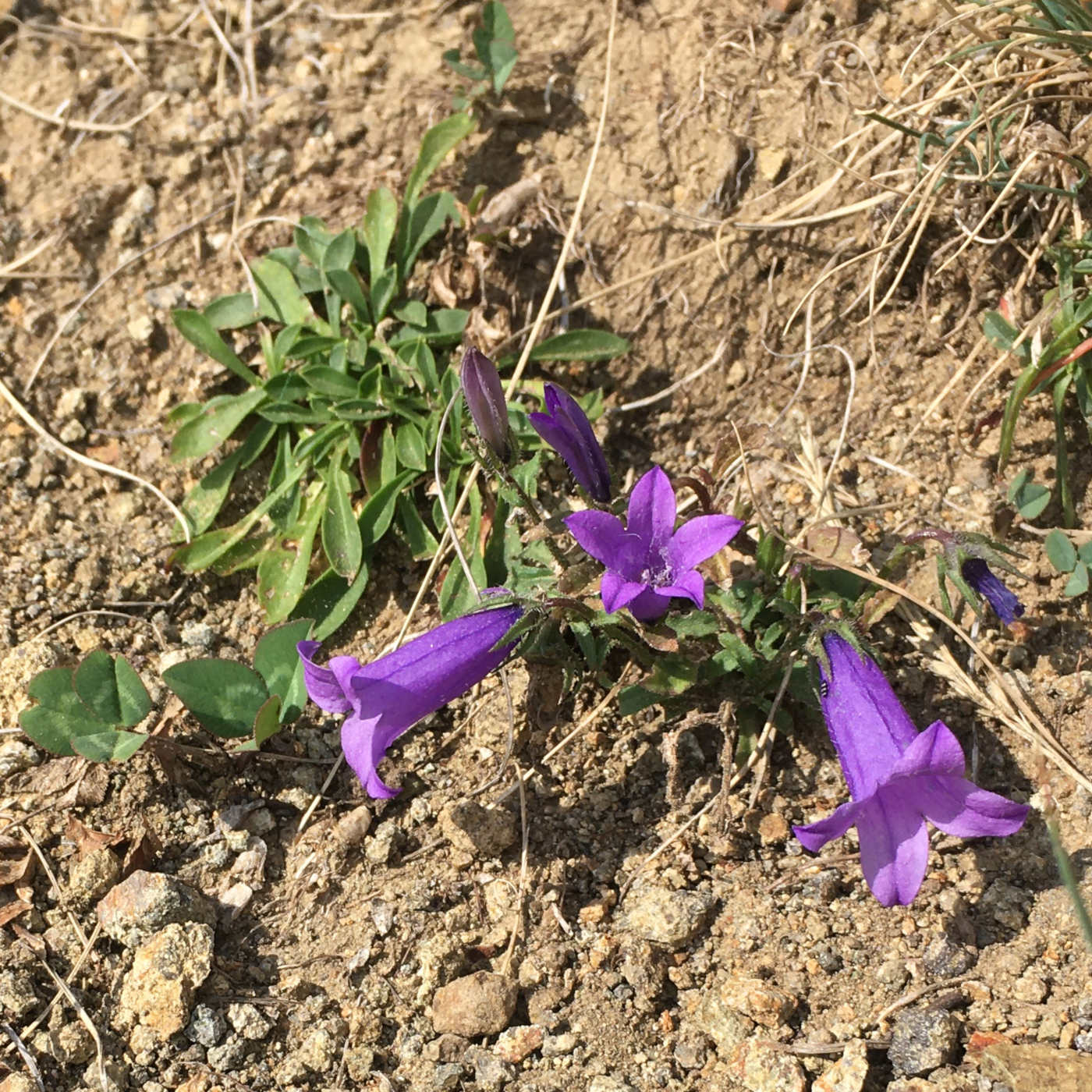 Изображение особи род Campanula.