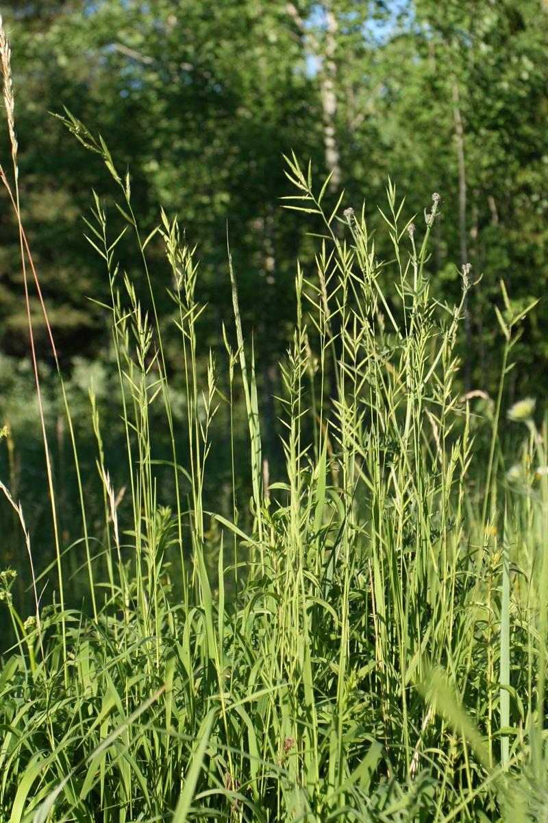 Изображение особи Brachypodium pinnatum.