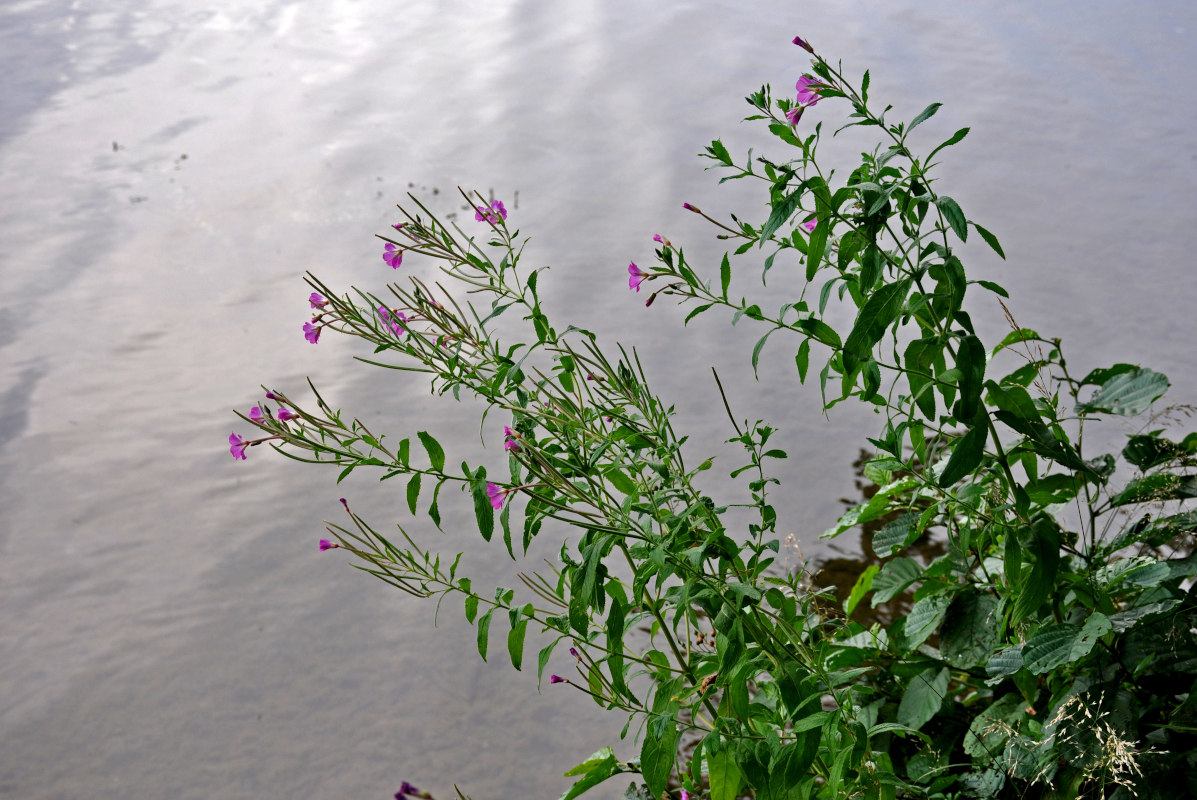 Image of Epilobium hirsutum specimen.