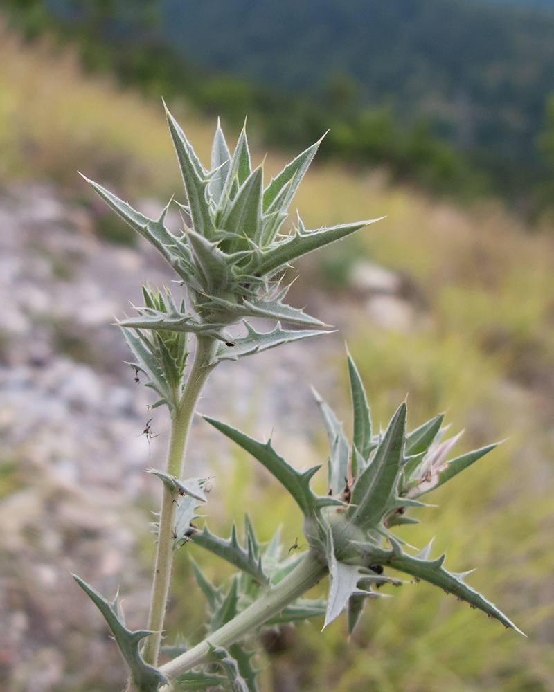 Изображение особи Carthamus glaucus.