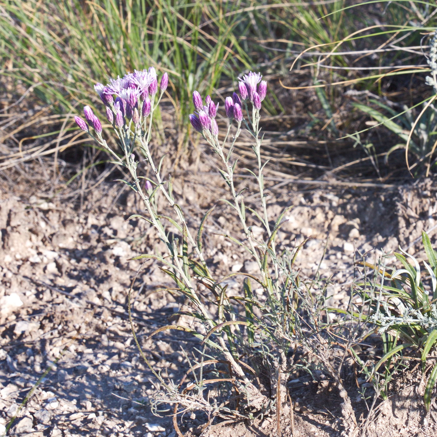 Image of Jurinea multiflora specimen.