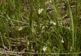 Viola arvensis. Верхушка цветущего растения. Новосибирская обл., Мошковский р-н, луг. 13.06.2010.