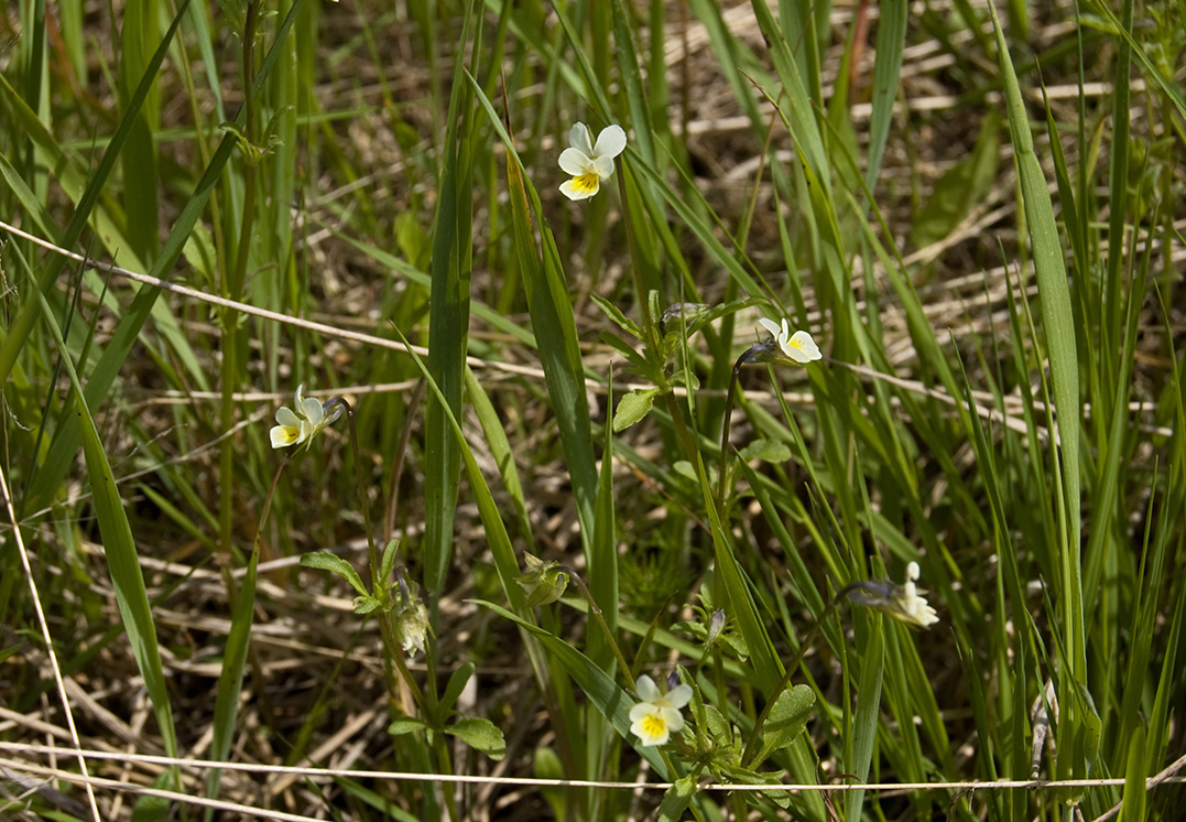 Изображение особи Viola arvensis.