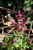 Corydalis cava