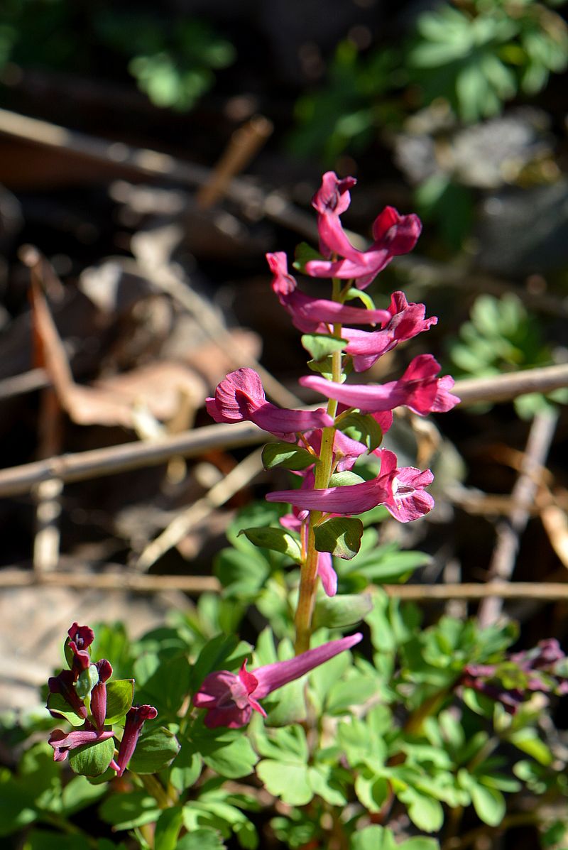 Image of Corydalis cava specimen.