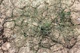 Ferula varia. Вегетирующее растение. Казахстан, Туркестанская обл., Сузакский р-н, Западная Бетпак-Дала, окр. пос. Кыземшек (бывш. Степной), равнинная полынно-боялычная пустыня, на глинистой почве. 27 апреля 2021 г.