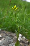 Draba nemorosa