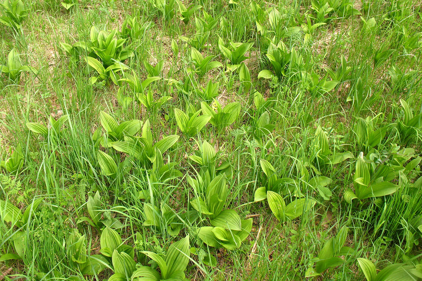 Изображение особи Veratrum nigrum.