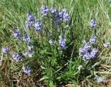 Veronica prostrata