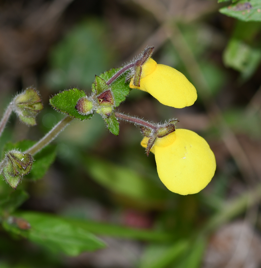 Изображение особи род Calceolaria.