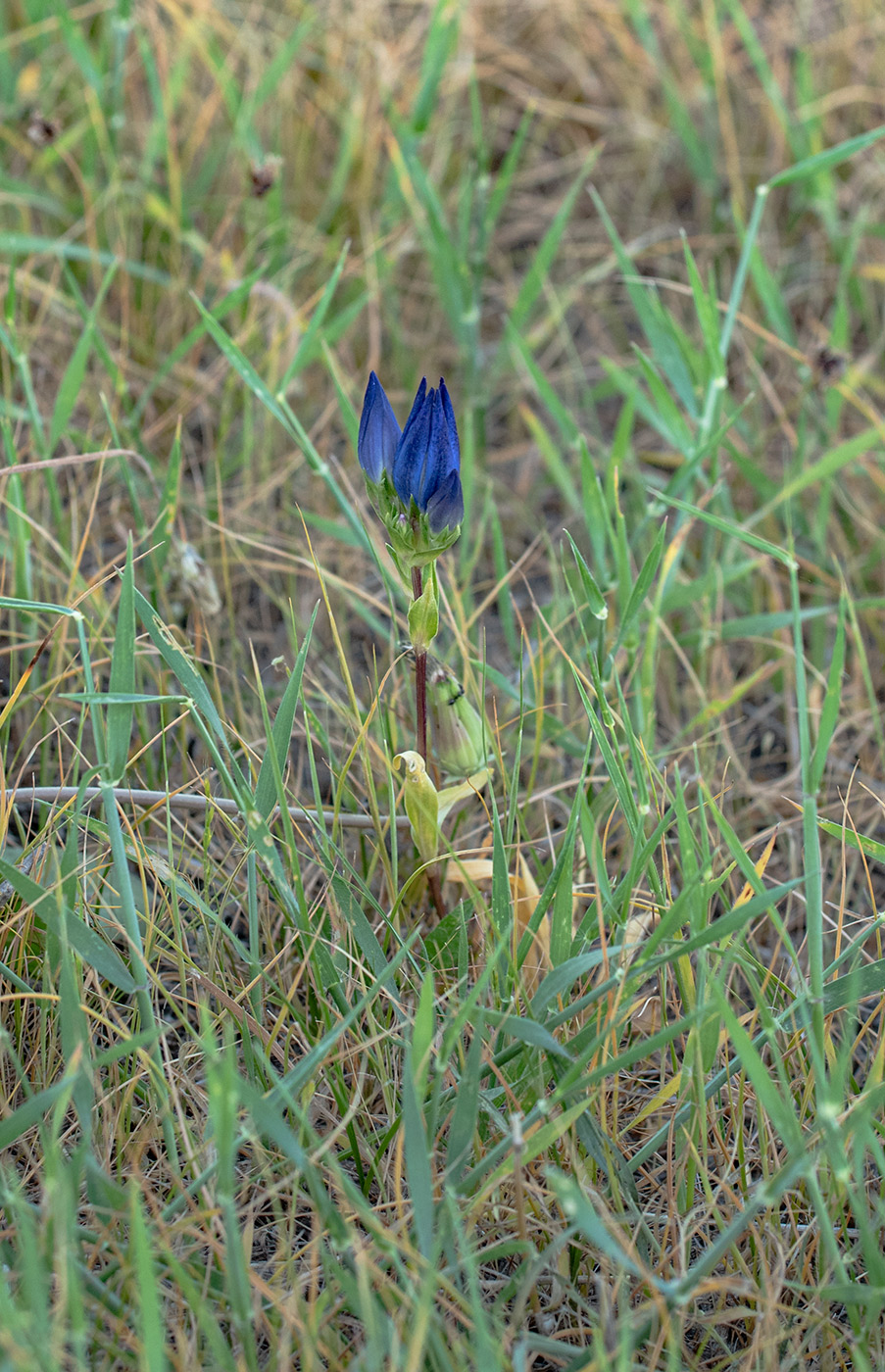 Image of Gentiana olivieri specimen.