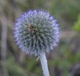 Echinops crispus. Соцветие в начале цветения. Пермский край, Кунгурский р-н, окр. с. Плехановское, окр. ур. Мысы, разнотравный луг. 19.06.2021.