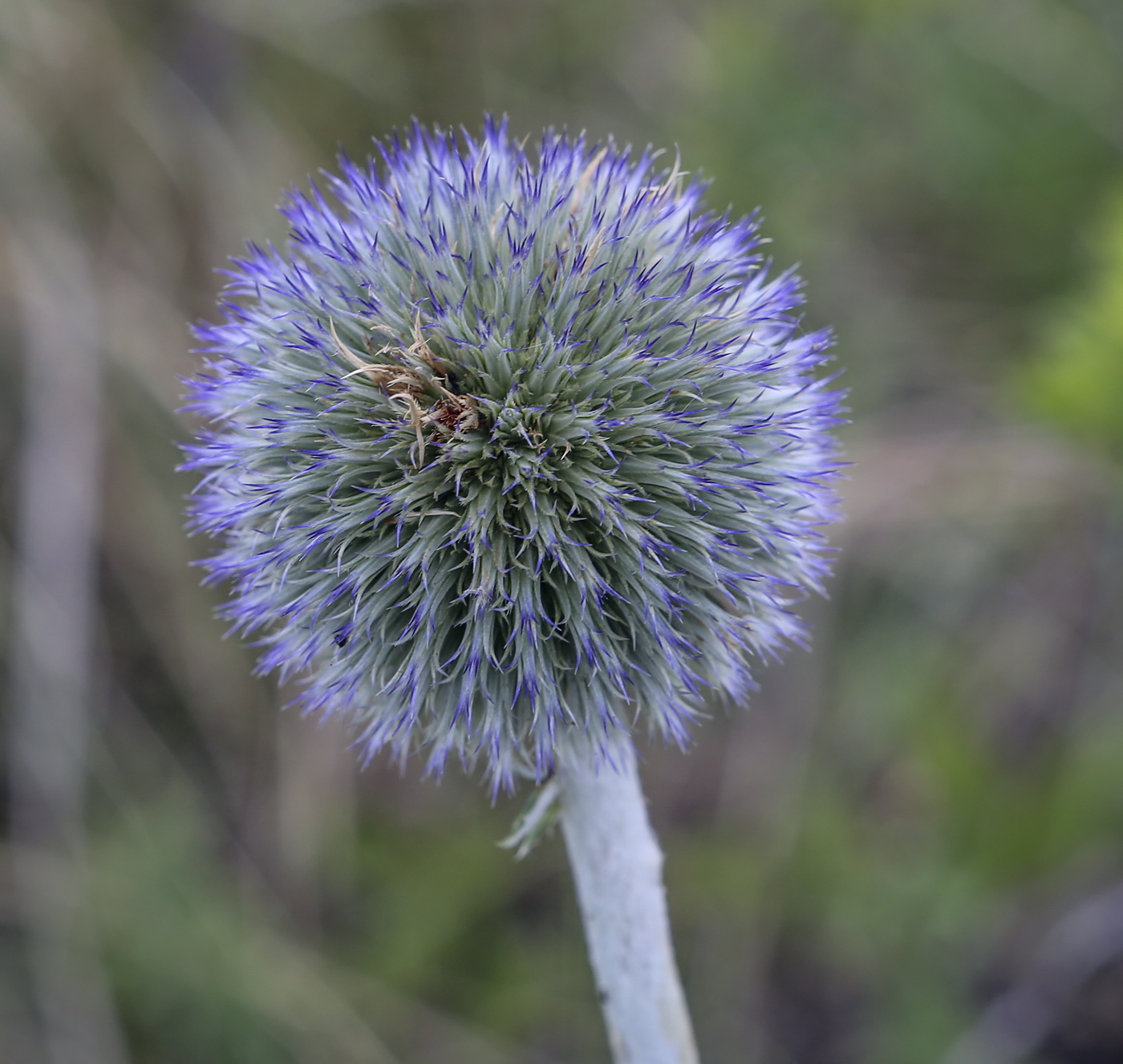Изображение особи Echinops ruthenicus.