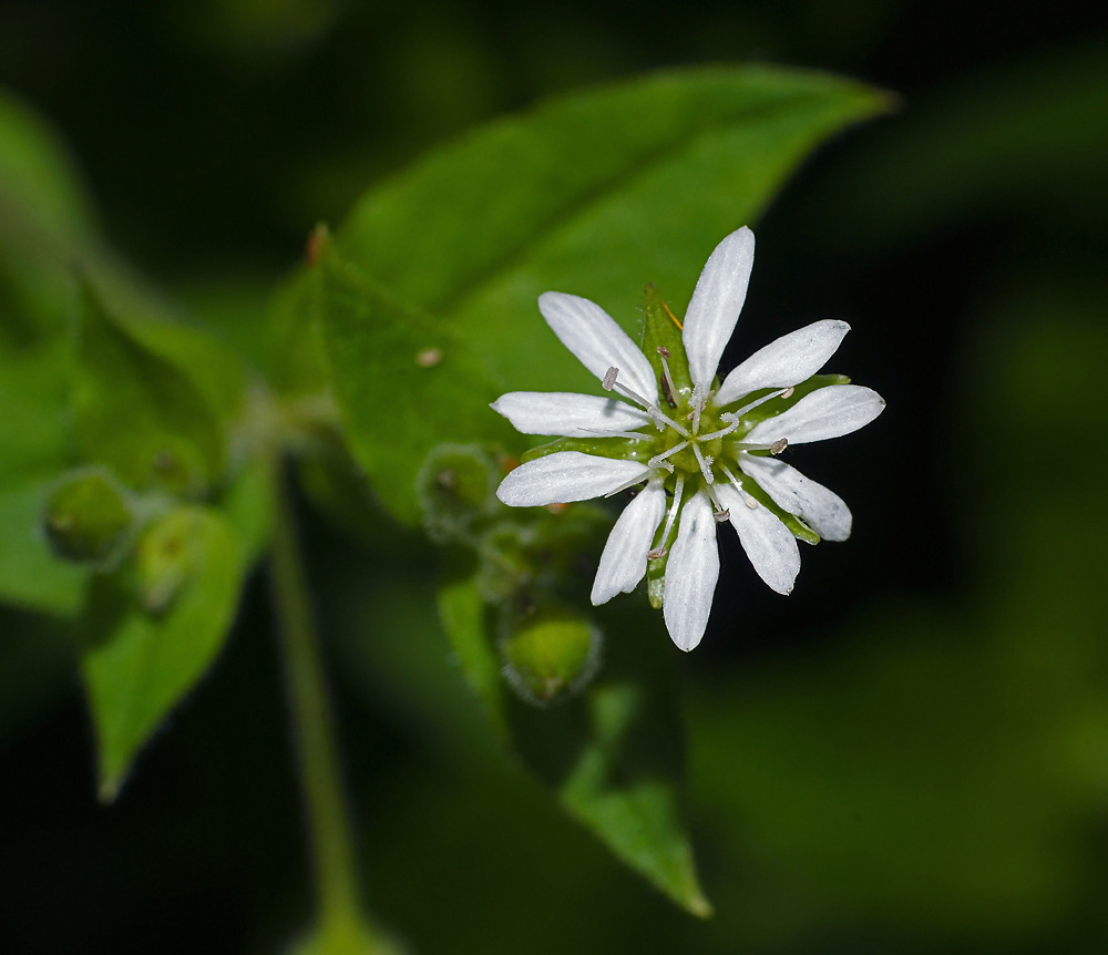 Изображение особи Myosoton aquaticum.