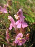 Pedicularis sylvatica. Цветки. Нидерланды, провинция Drenthe, национальный парк Drentsche Aa, заказник Eexterveld, вересковая пустошь. 31 мая 2008 г.