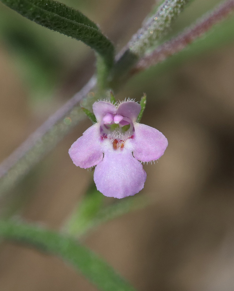 Изображение особи Satureja hortensis.