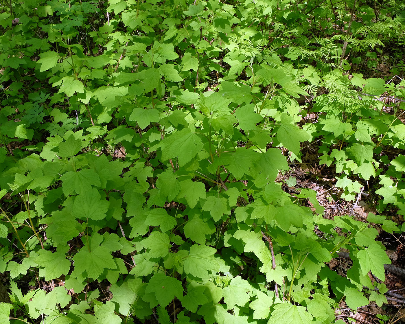 Image of Ribes palczewskii specimen.