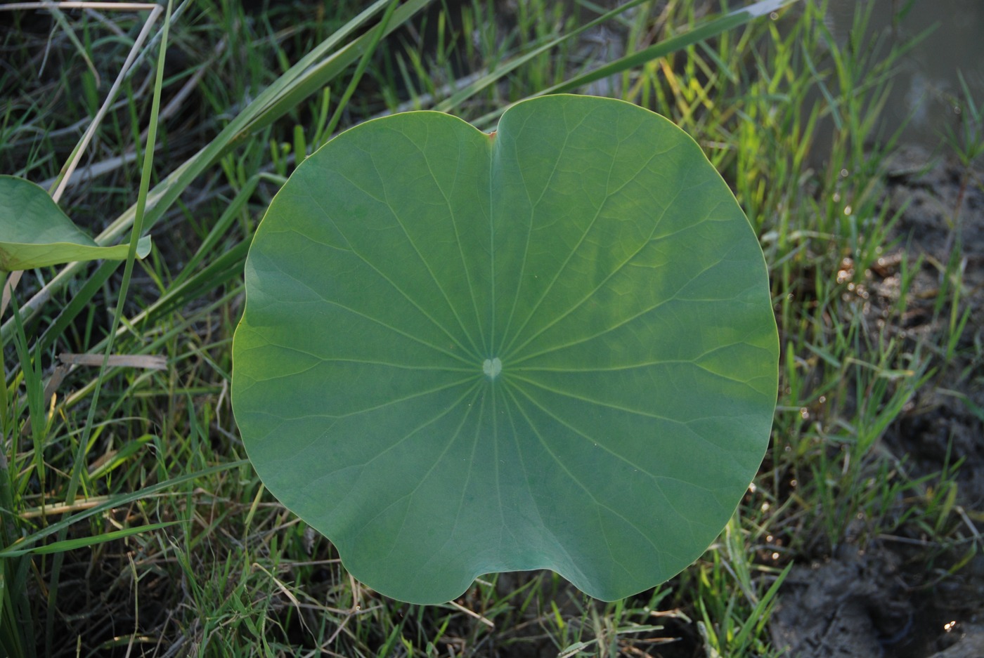 Image of Nelumbo caspica specimen.