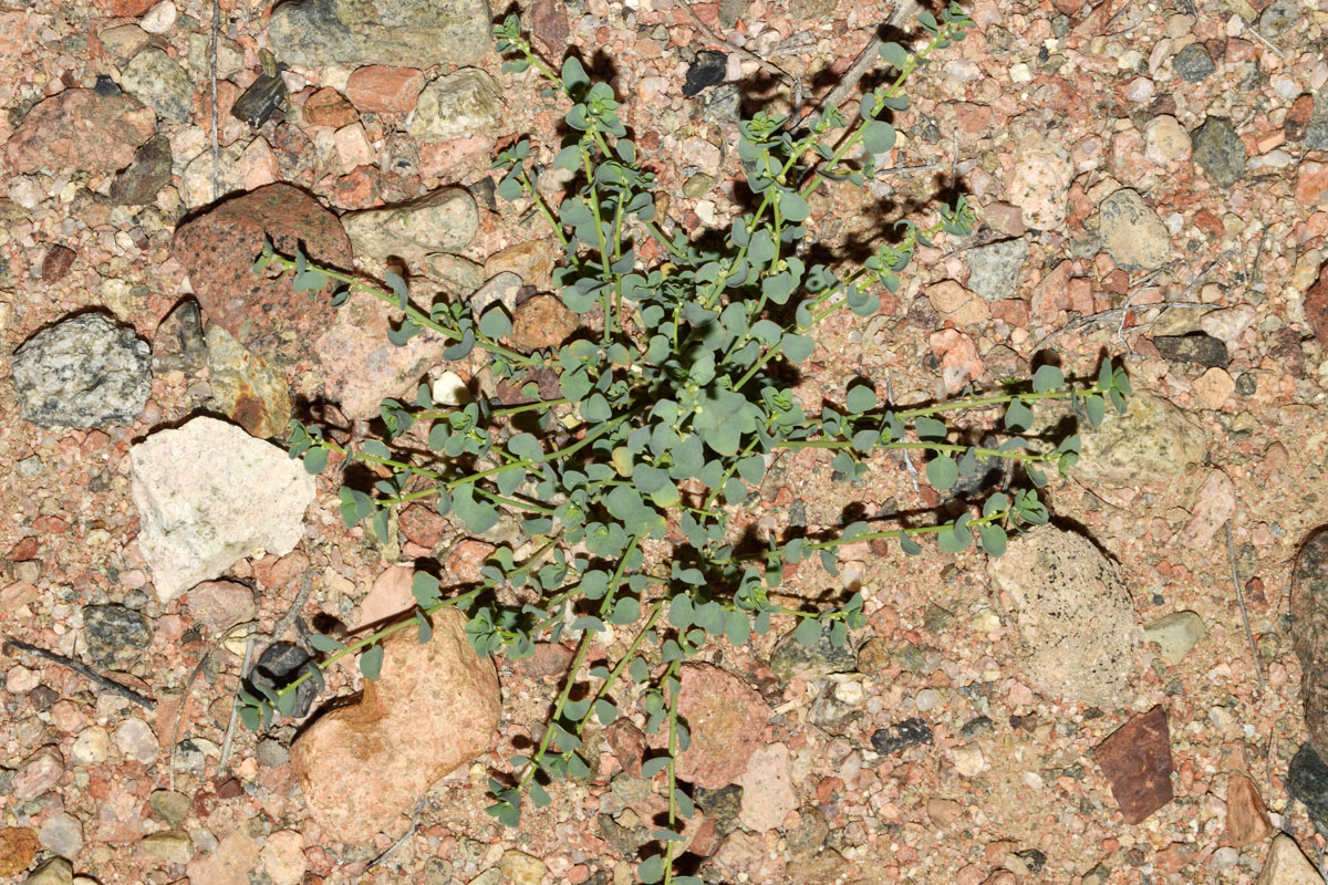 Image of Andrachne rotundifolia specimen.