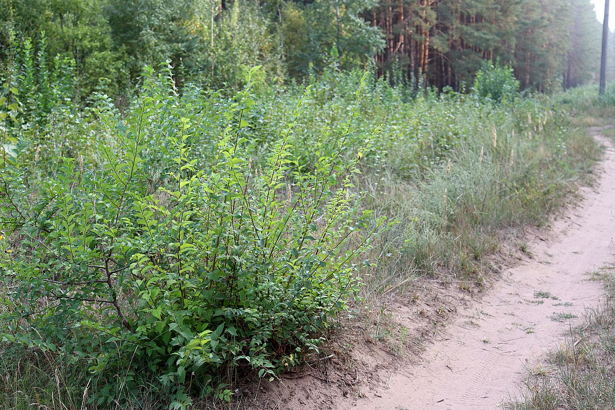 Image of Ulmus pumila specimen.