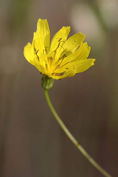 Image of Crepis pulchra ssp. turkestanica specimen.