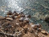 Arundo donax. Обнажённое корневище. Греция, Эгейское море, о. Сирос, пос. Фабрика (Φάμπρικα), высокий осыпающийся берег моря. 03.05.2021.