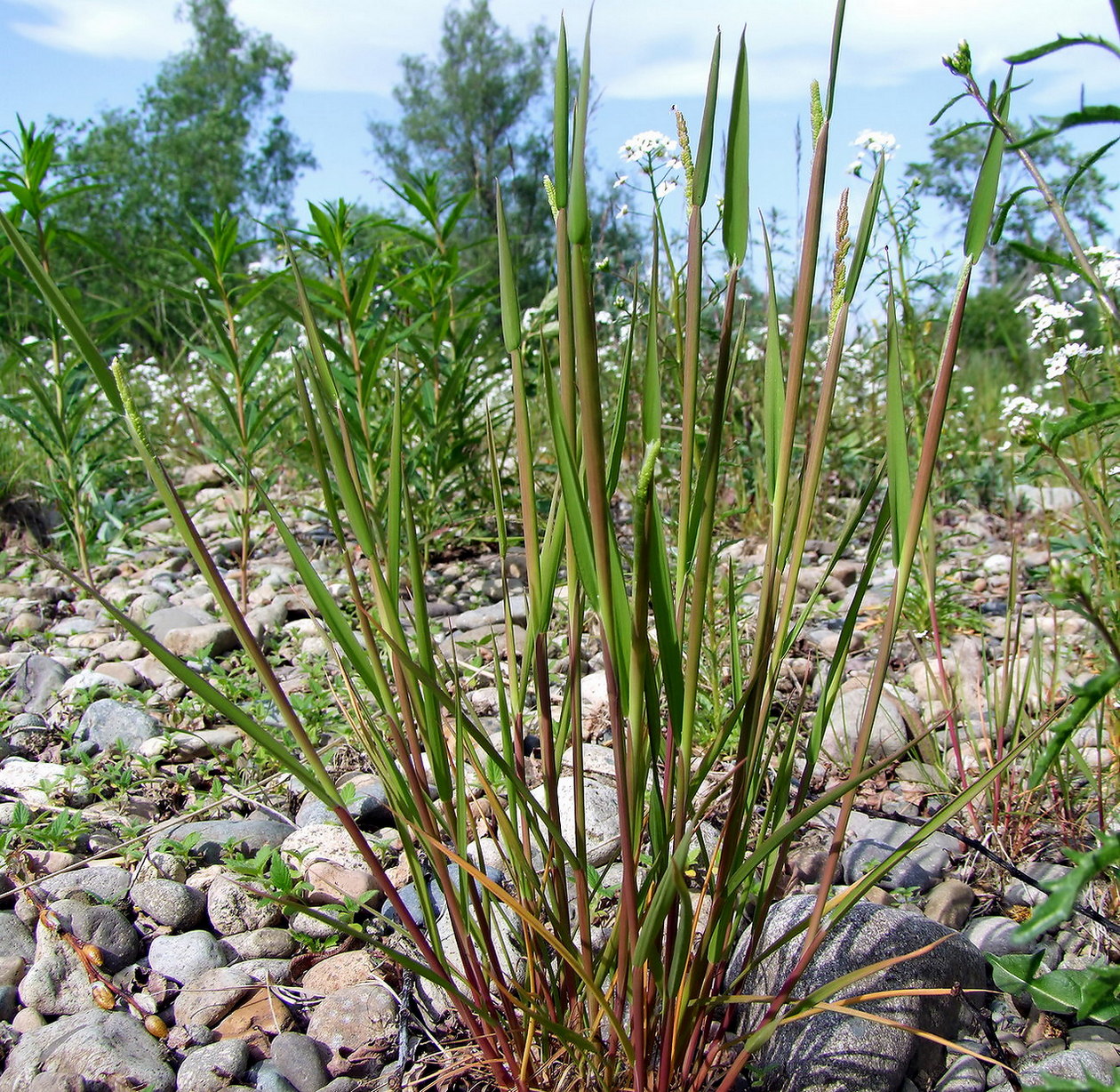 Image of Beckmannia syzigachne specimen.