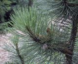 Pinus leucodermis. Верхушка веточки ('Compact Gem'). Москва, ботанический сад МГУ \"Аптекарский огород\", в культуре. 02.09.2021.