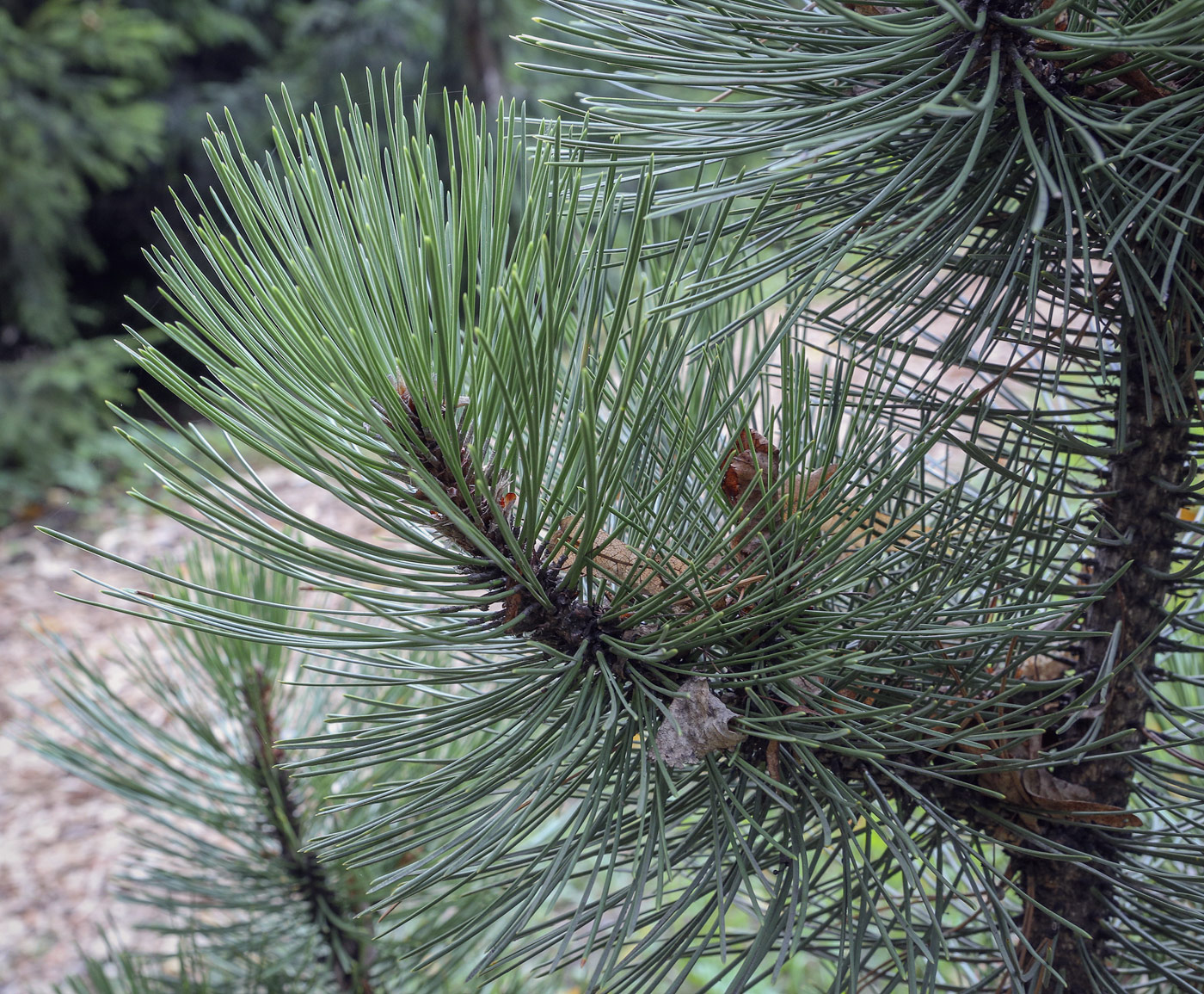Image of Pinus leucodermis specimen.
