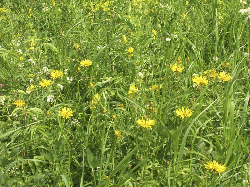 Image of Inula salicina specimen.