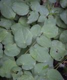 Epimedium pubigerum