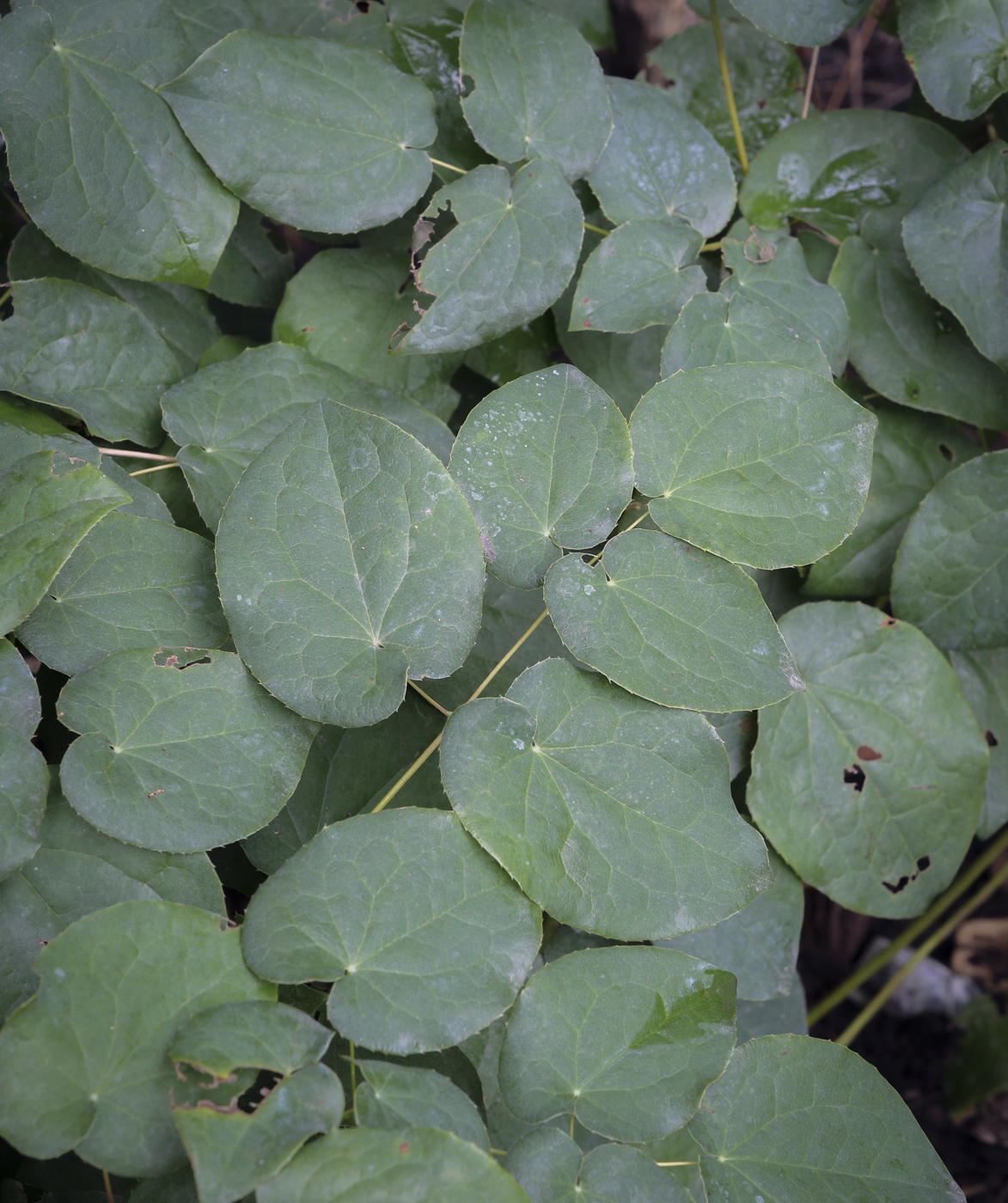 Image of Epimedium pubigerum specimen.