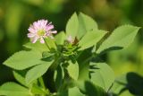 Trifolium resupinatum