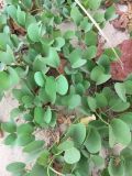 Ipomoea pes-caprae