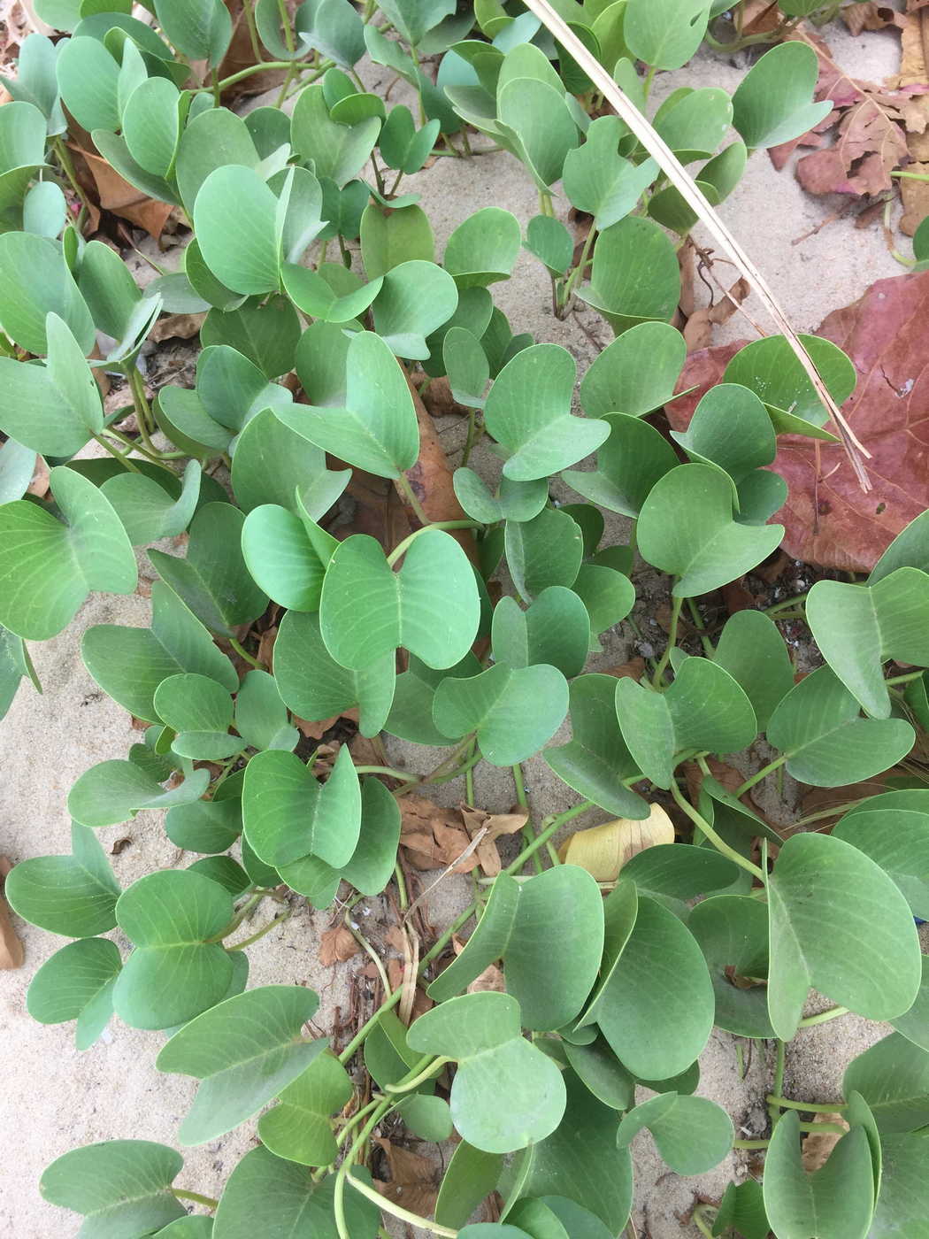 Image of Ipomoea pes-caprae specimen.