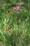 род Centaurium. Цветущее растение. Республика Абхазия, окр. Нового Афона. 20.08.2009.