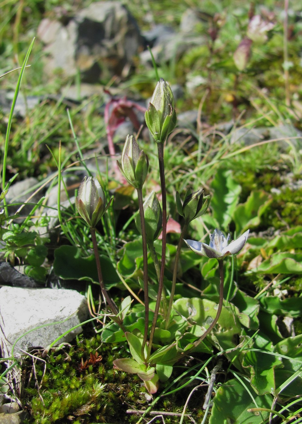 Image of Lomatogonium carinthiacum specimen.