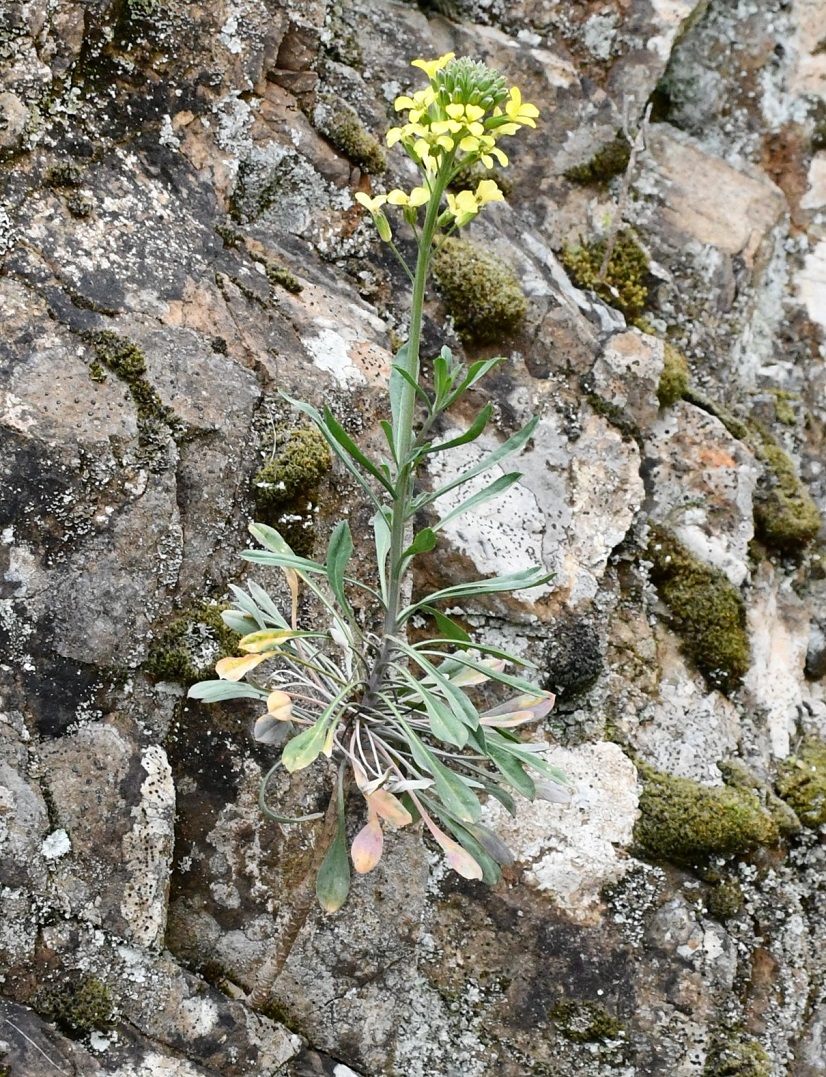 Image of Erysimum kykkoticum specimen.