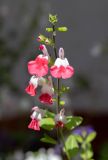 Salvia microphylla. Верхушка побега с цветками и бутонами. Израиль, г. Бат-Ям, в культуре. 11.04.2022.