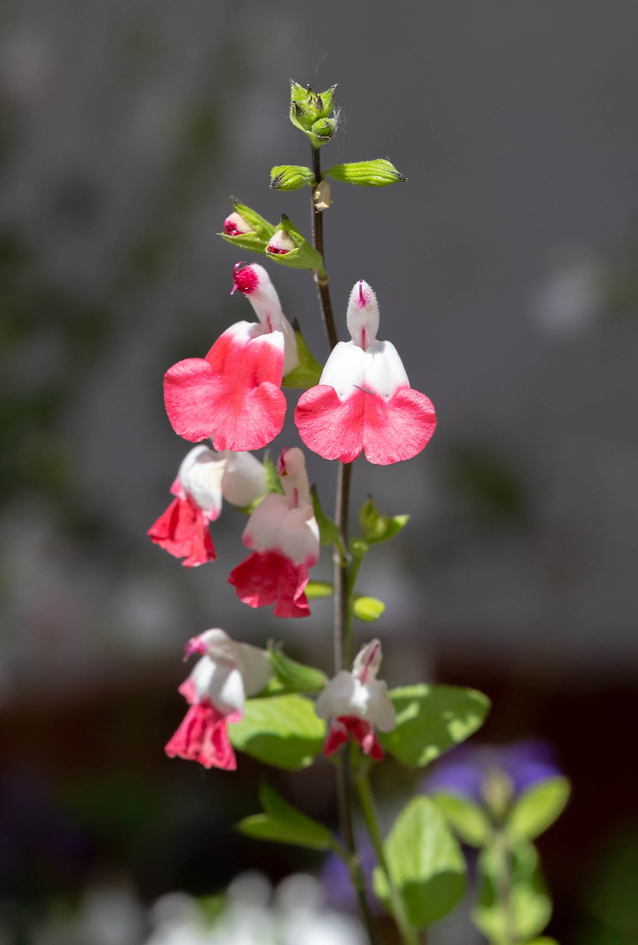 Image of Salvia microphylla specimen.