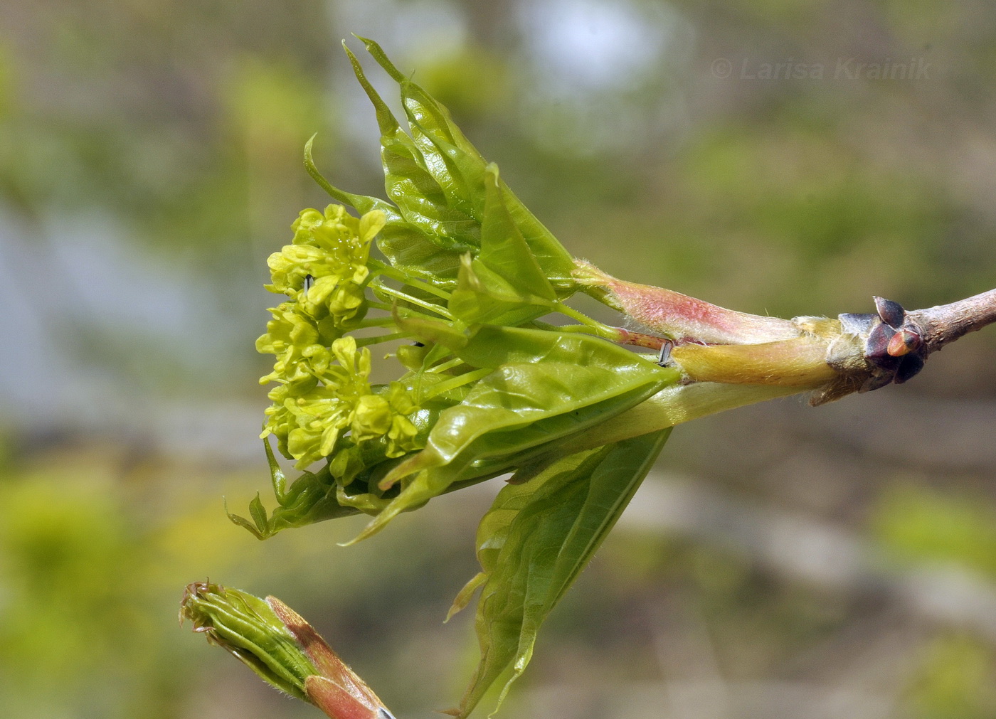 Image of Acer mono specimen.