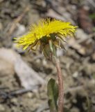 genus Taraxacum. Верхушка побега с соцветием. Пермский край, Кунгурский р-н, ур. Подкаменная гора, крутой разнотравный луг. 06.05.2022.