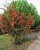 Pyracantha coccinea